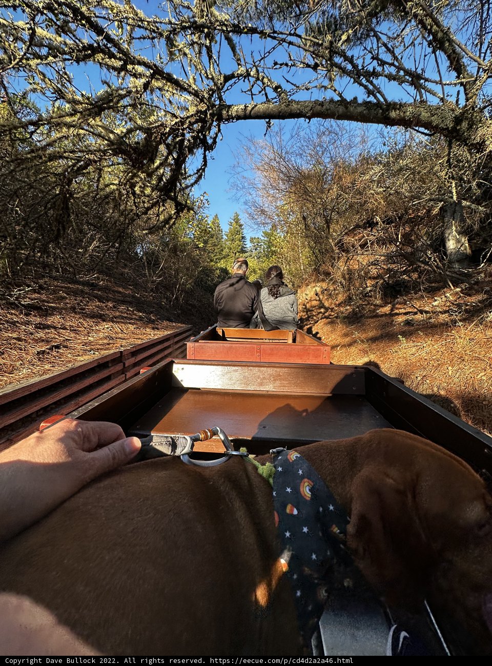 Train Ride with Furry Companion