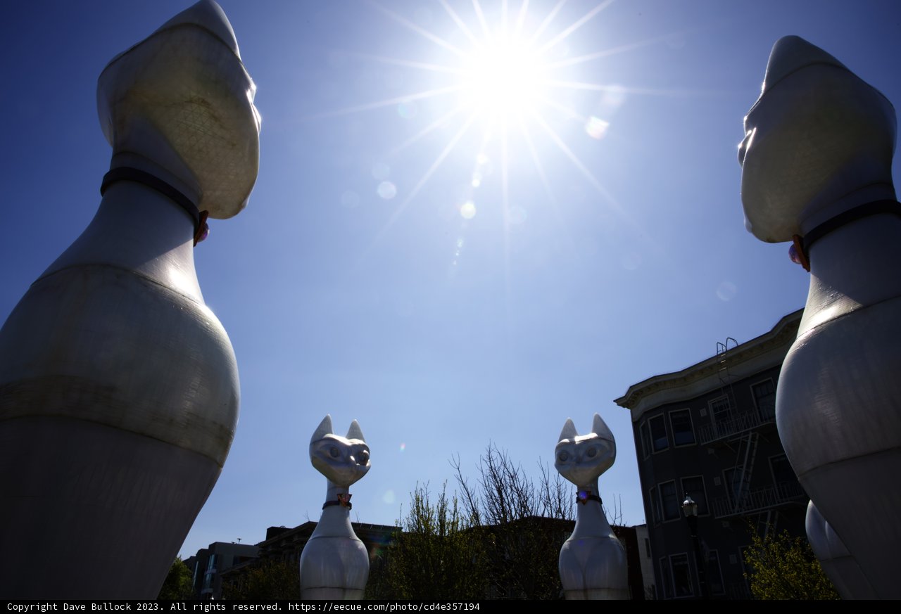 The Celestial Cat Colony