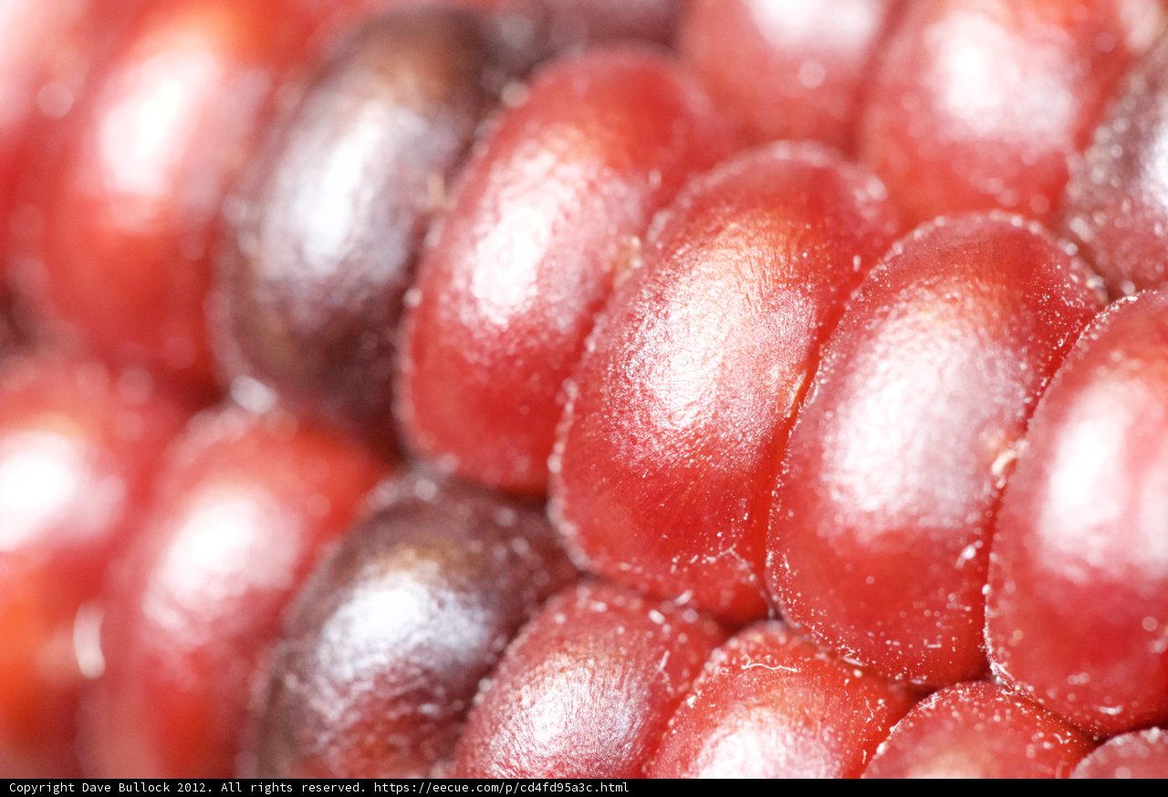 Crimson Spotted Corn