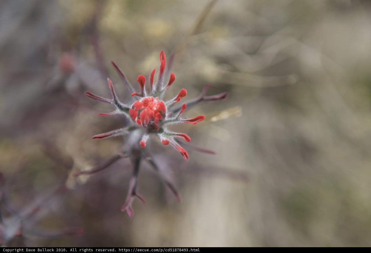 Crimson Bloom