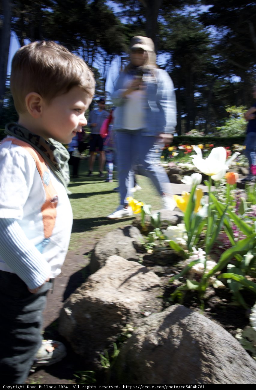 Innocence in Bloom - A Young Boy's Amazement at Golden Gate Park