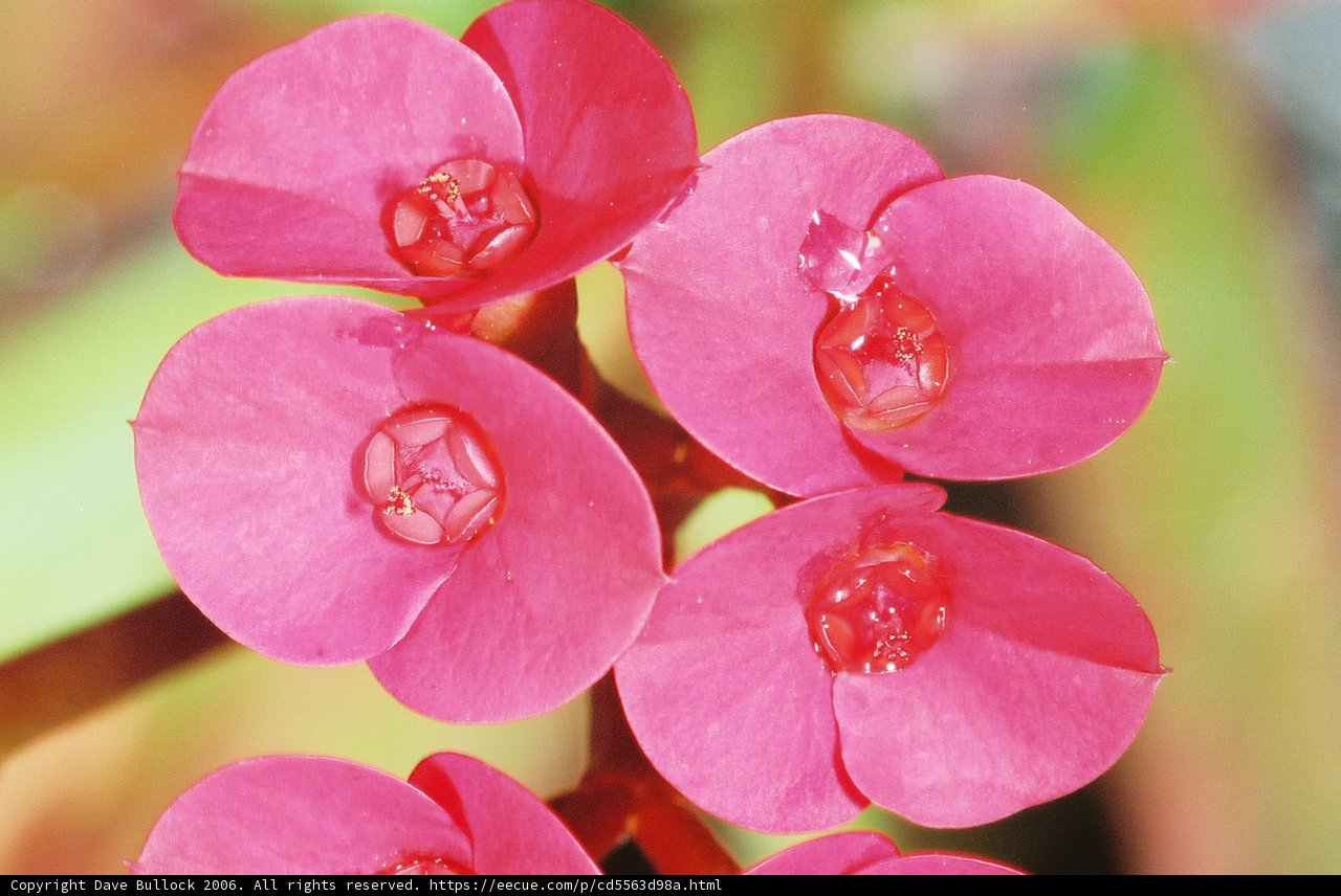 Geranium Petals with Water Drops