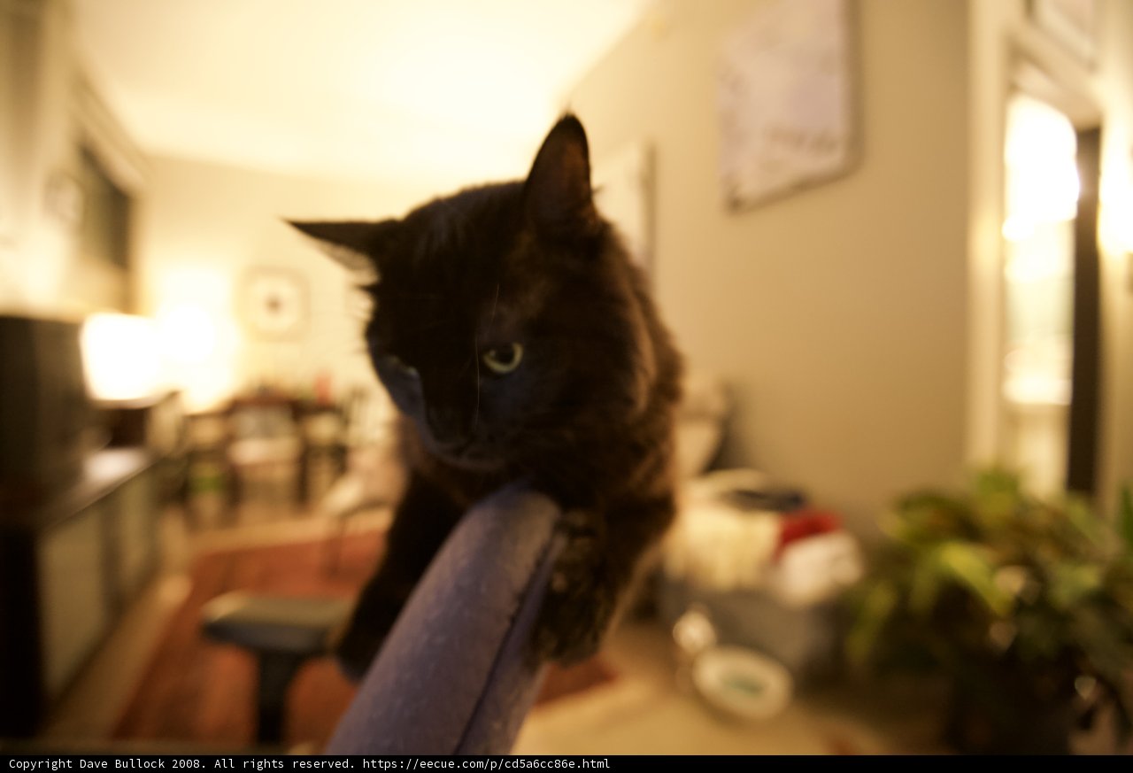 The Cozy Companion