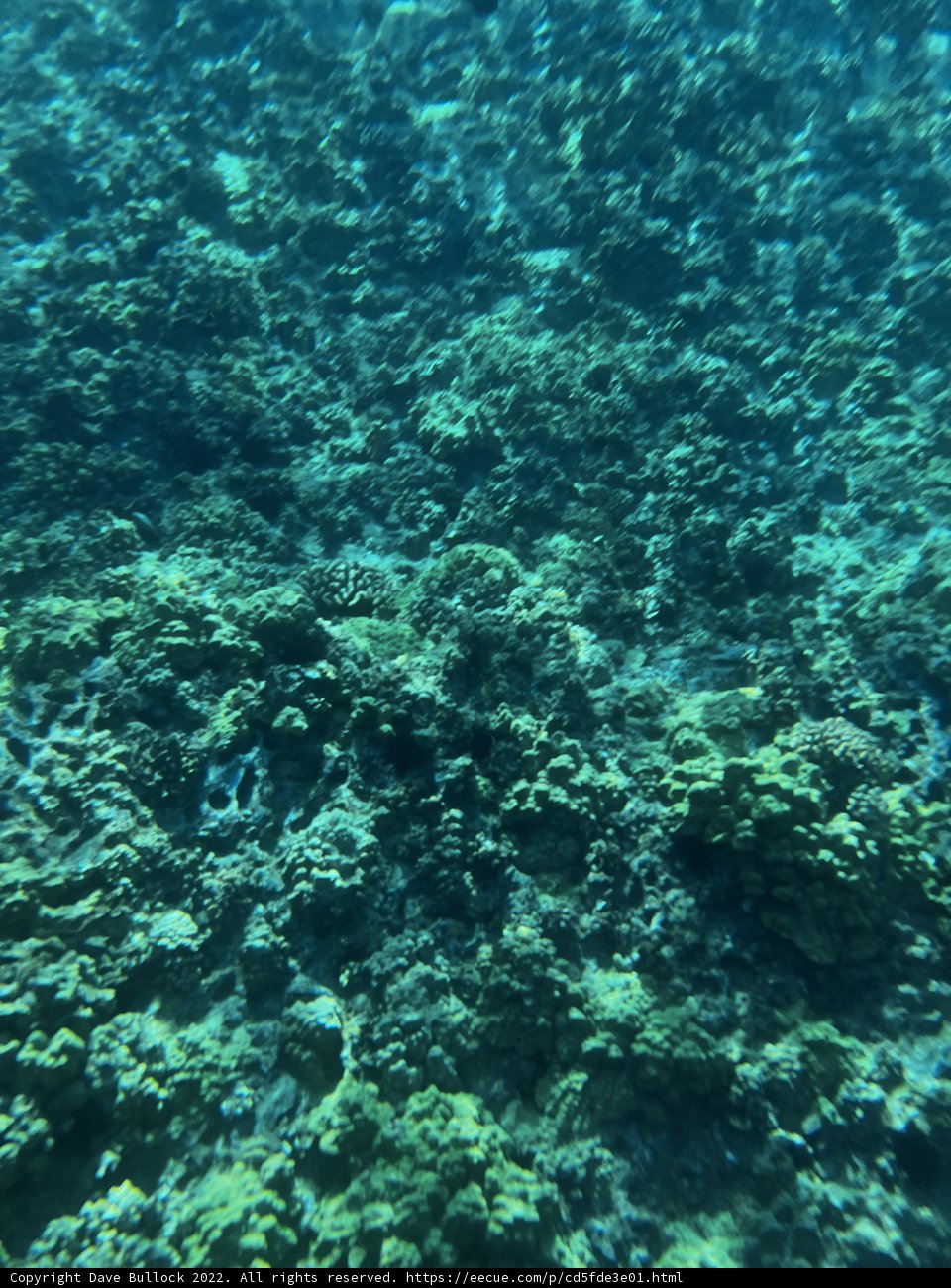 Vibrant Life Beneath the Waves