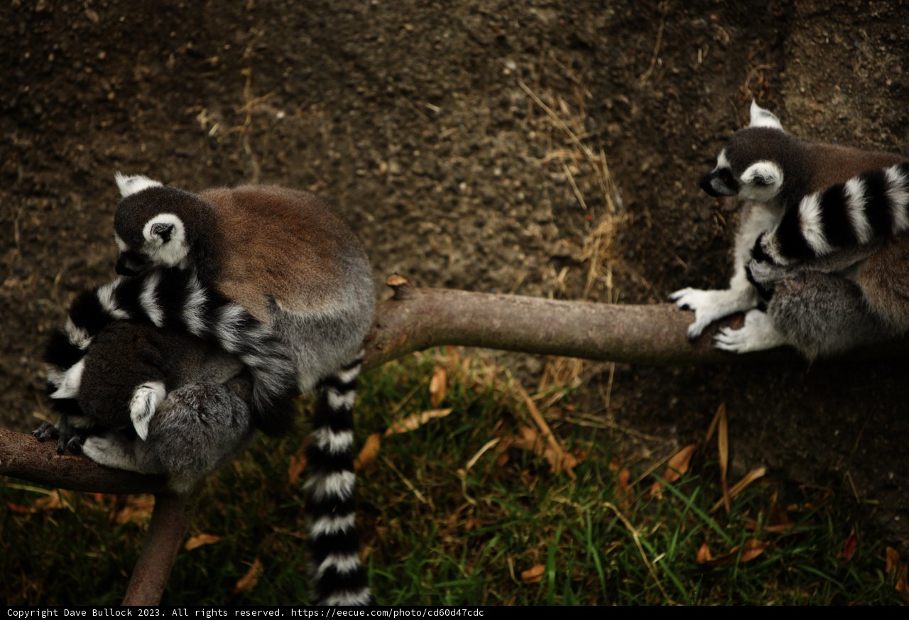 Lemur Duo at Oakland Zoo