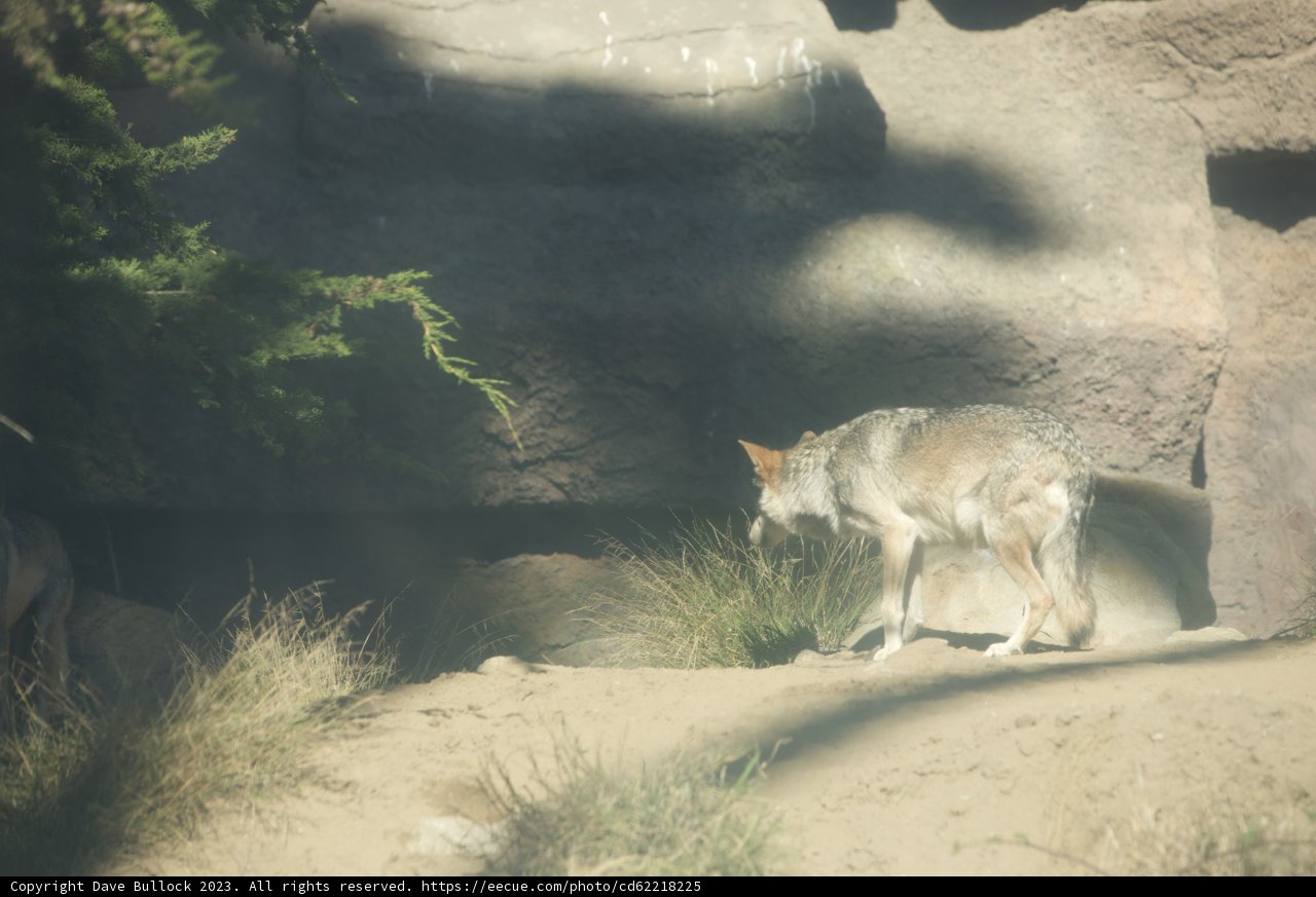 Majestic Stand - The Visit to San Francisco Zoo 2023