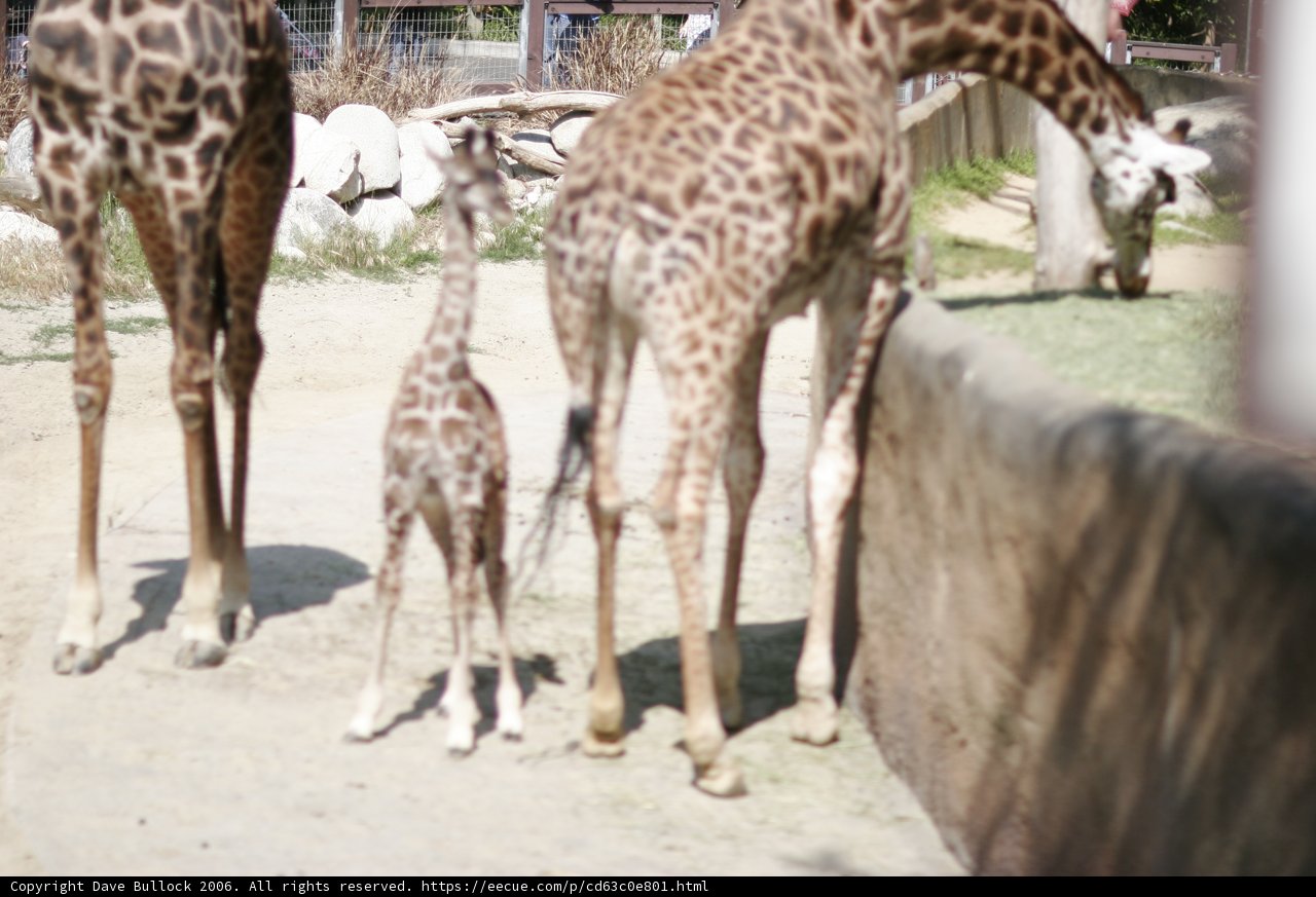 Tower of Gentle Giants