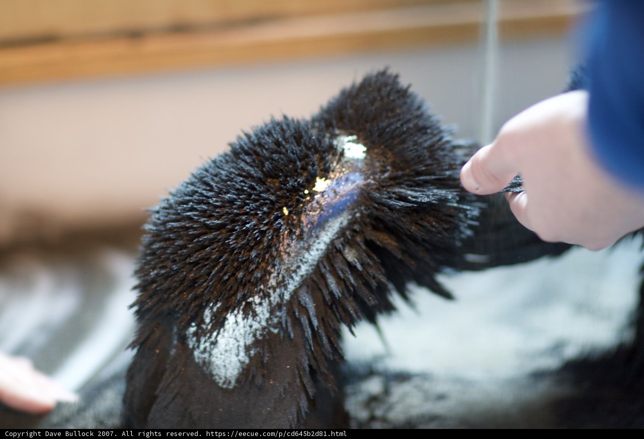 Cleaning a Bird's Feathers