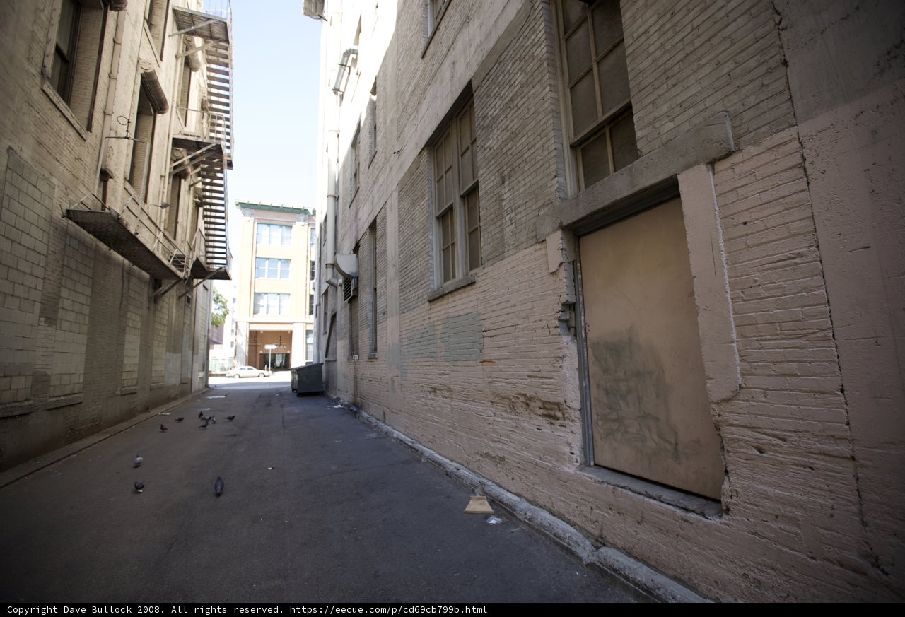 Urban Pigeons in Narrow Alleyway