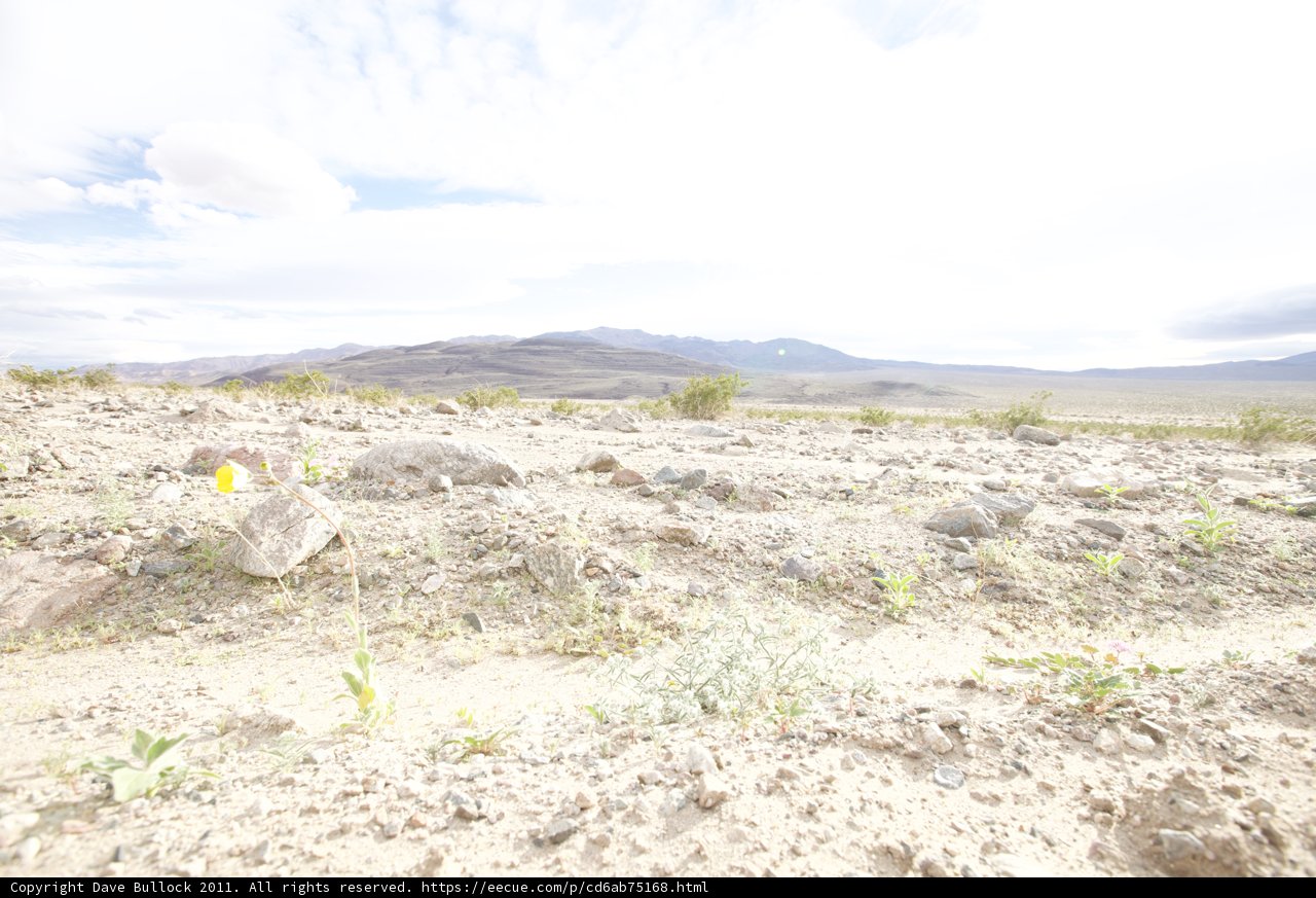 A Pop of Color in the Arid Wilderness