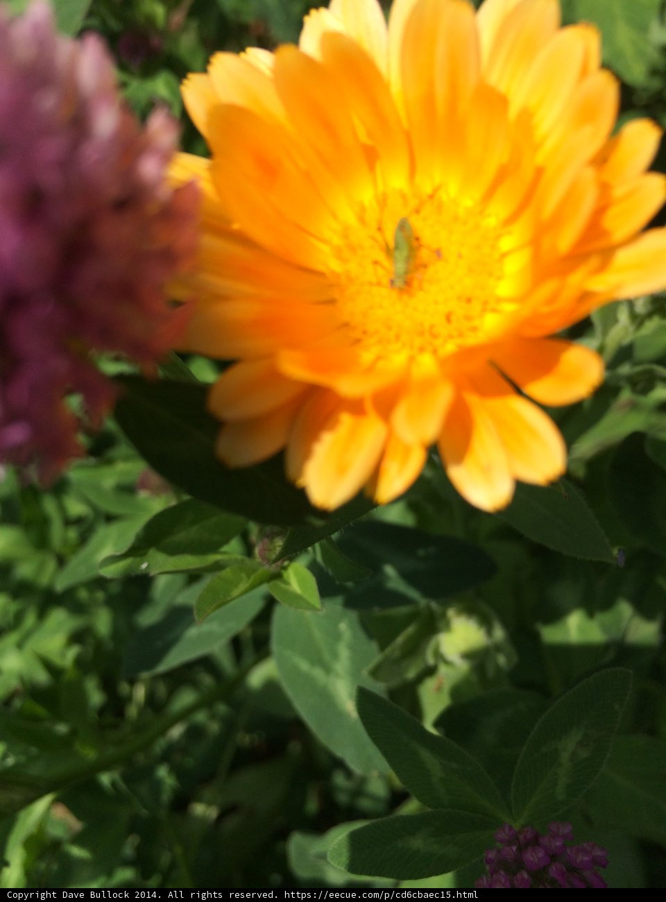 A Daisy's Treasure