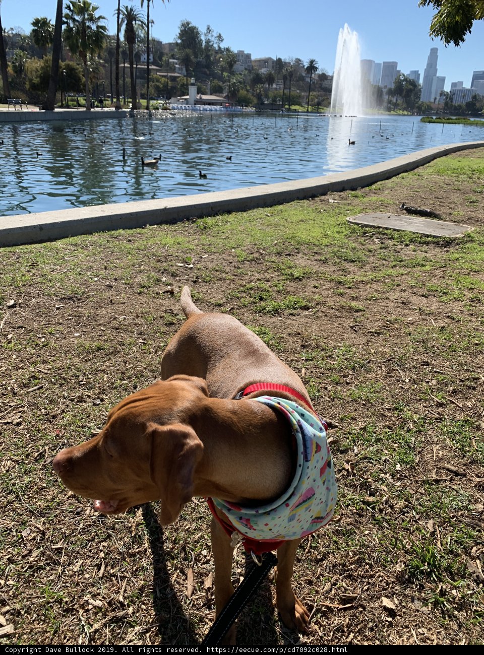 Park Pup