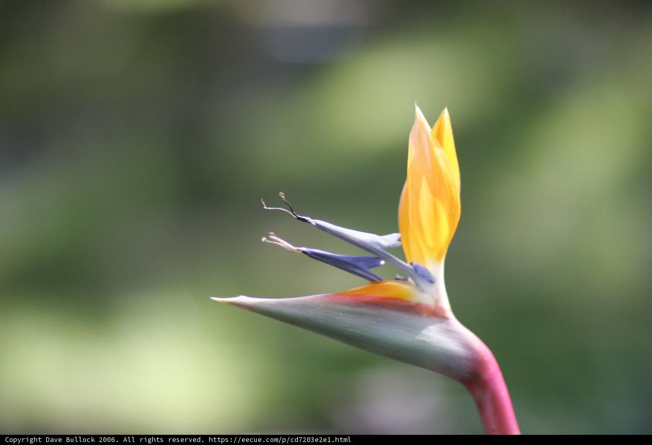 Exotic Beauty of Bird of Paradise