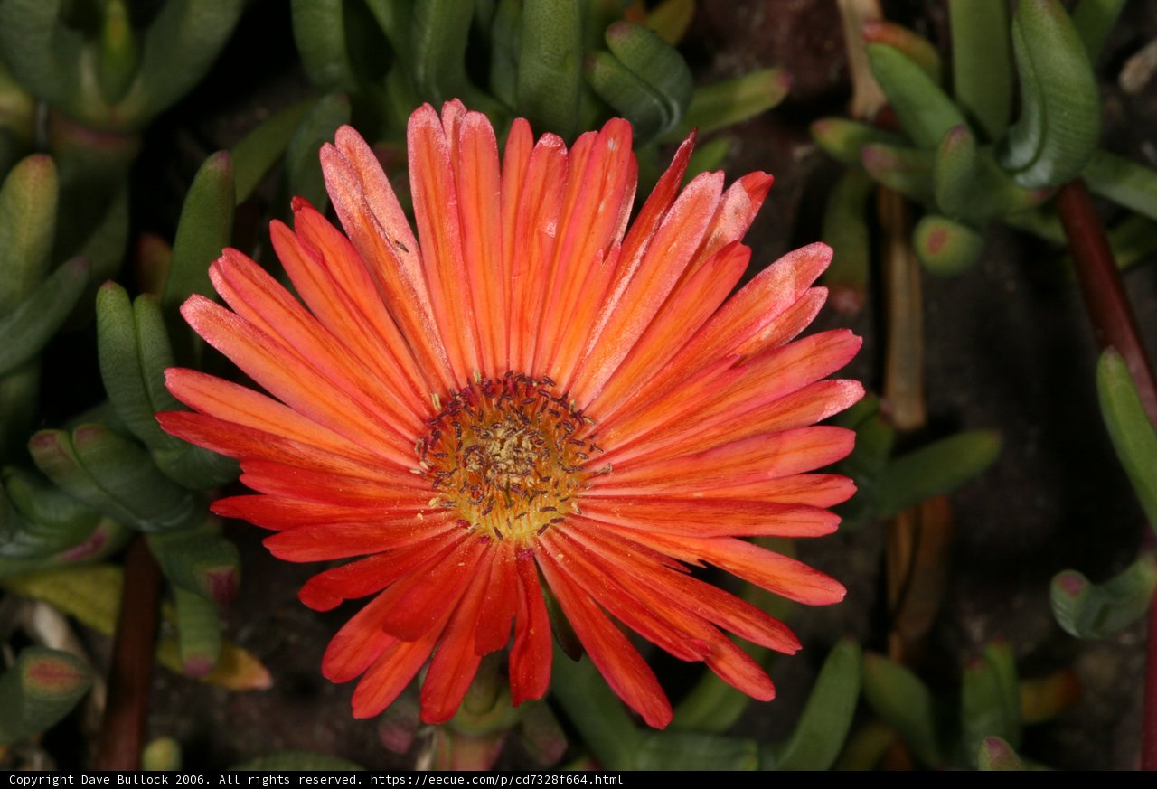 Lone Orange Daisy amidst Green Foliage
