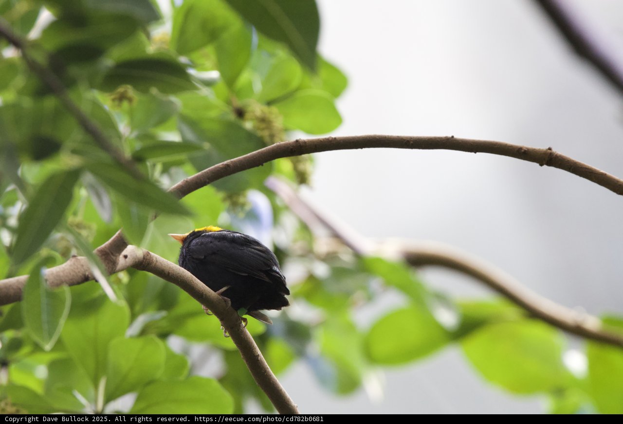 Tranquil Perch