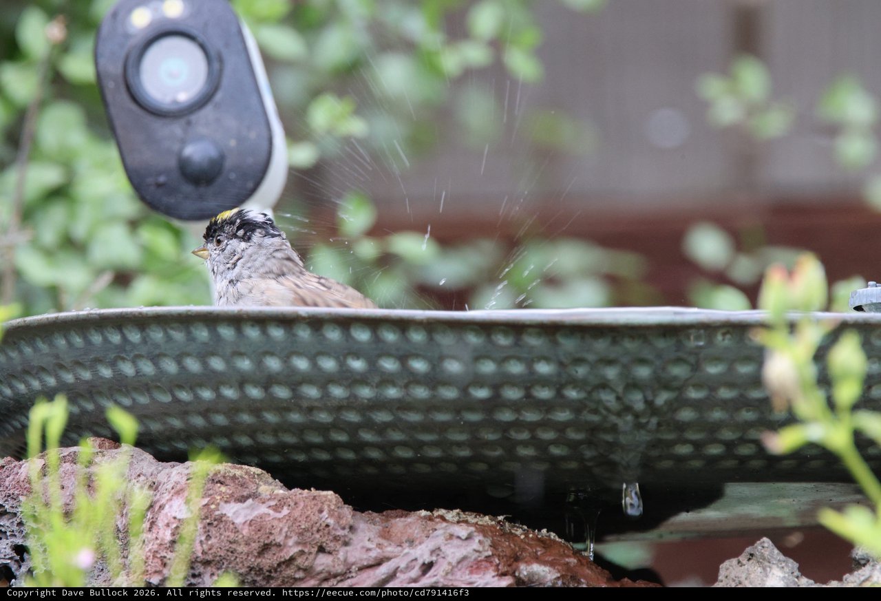 Golden-Crowned Sparrow Bathing in Garden Bird Bath