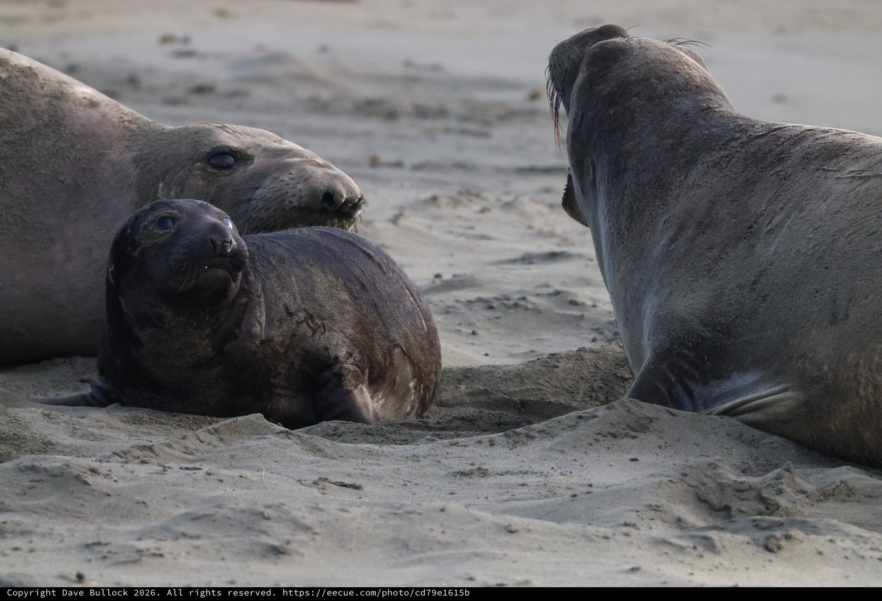 Elephant Seal Family Resting on Sandy Beach