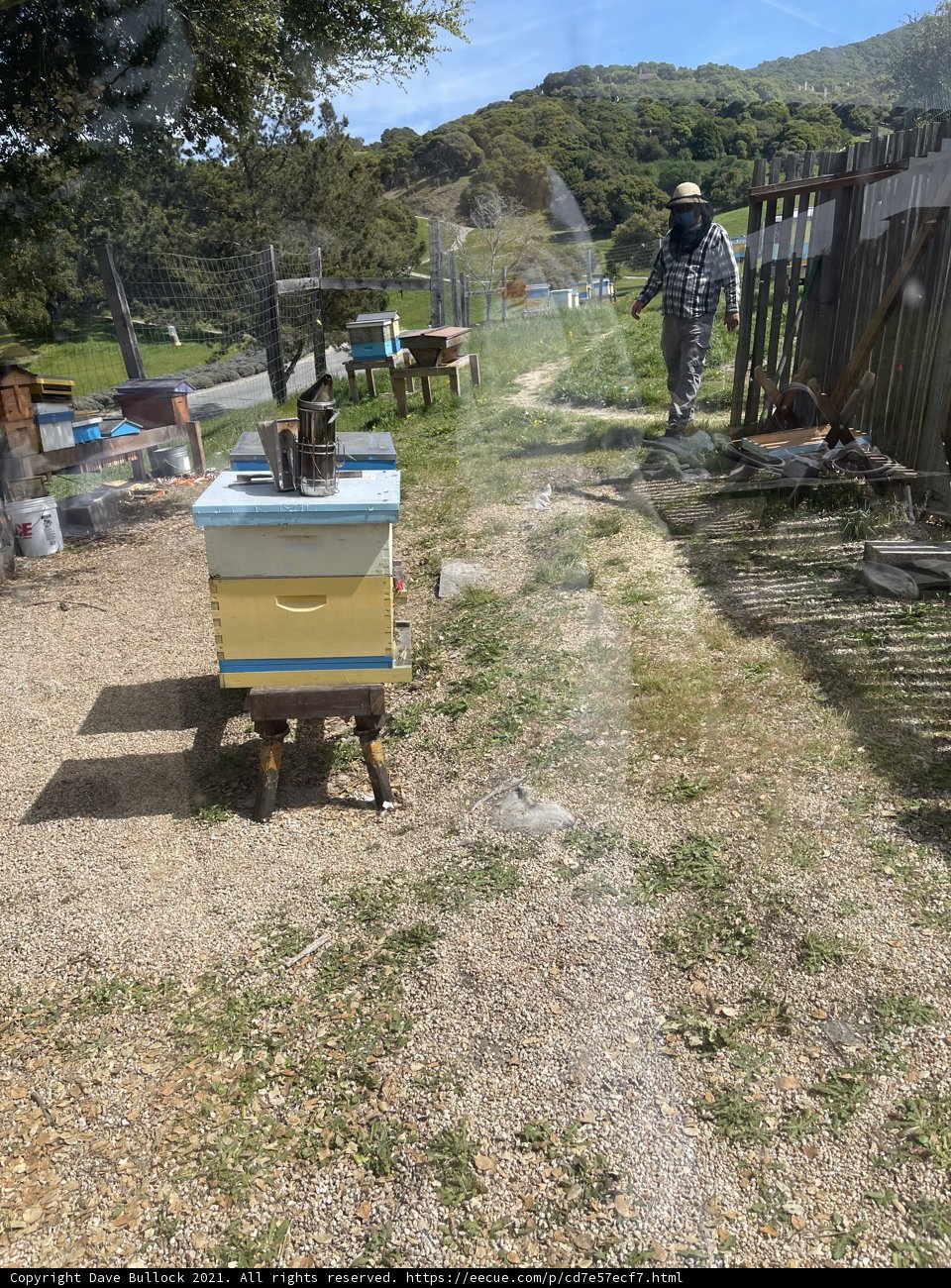 Tending the Hives
