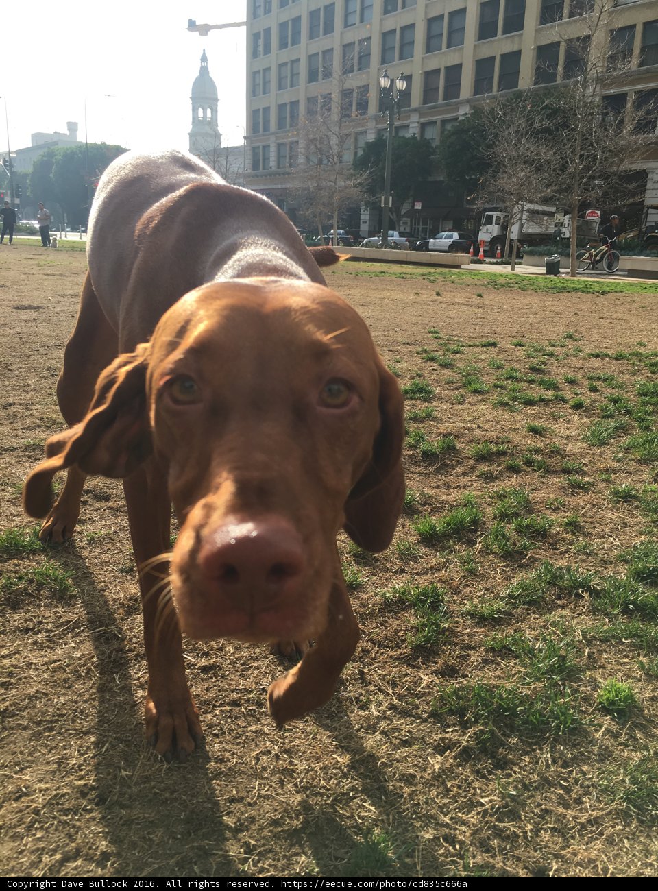 Friendly Furry Face
