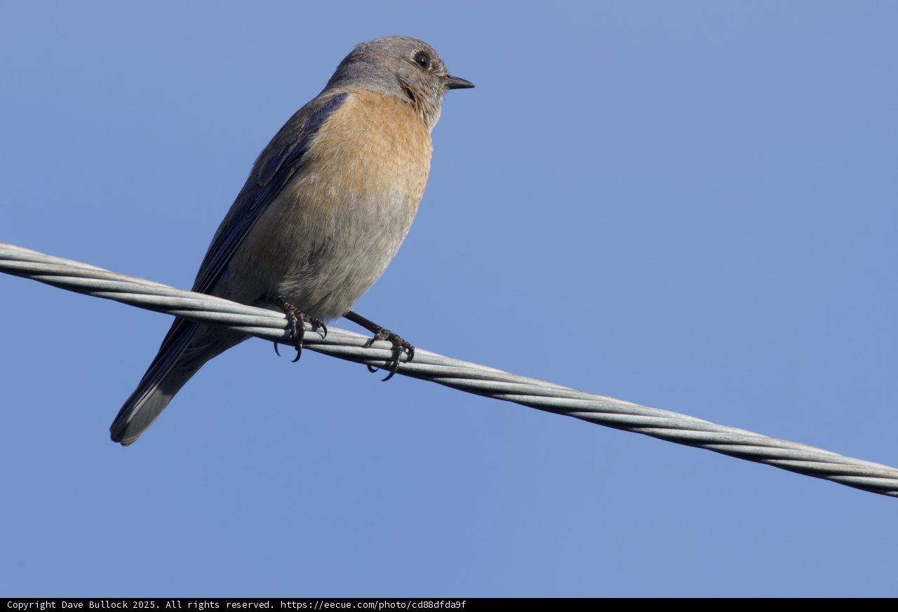 Perched Beauty
