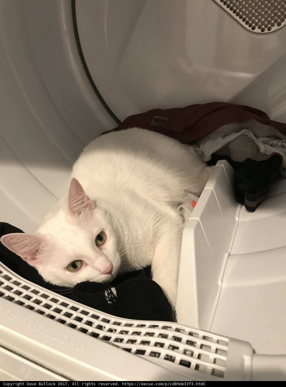 Feline Laundering