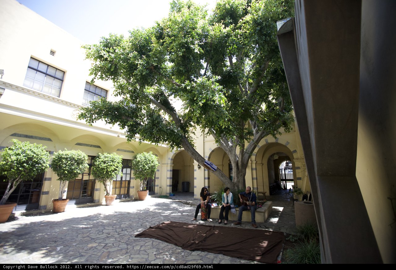 Majestic Tree in a Villa Patio