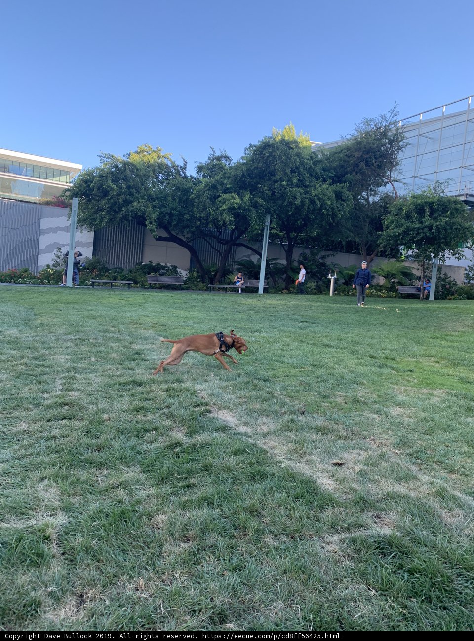 Summer Fun with Fido