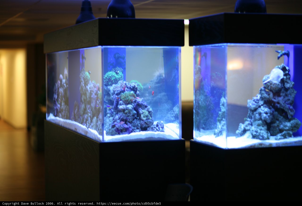 Double the Fun with Two Aquariums