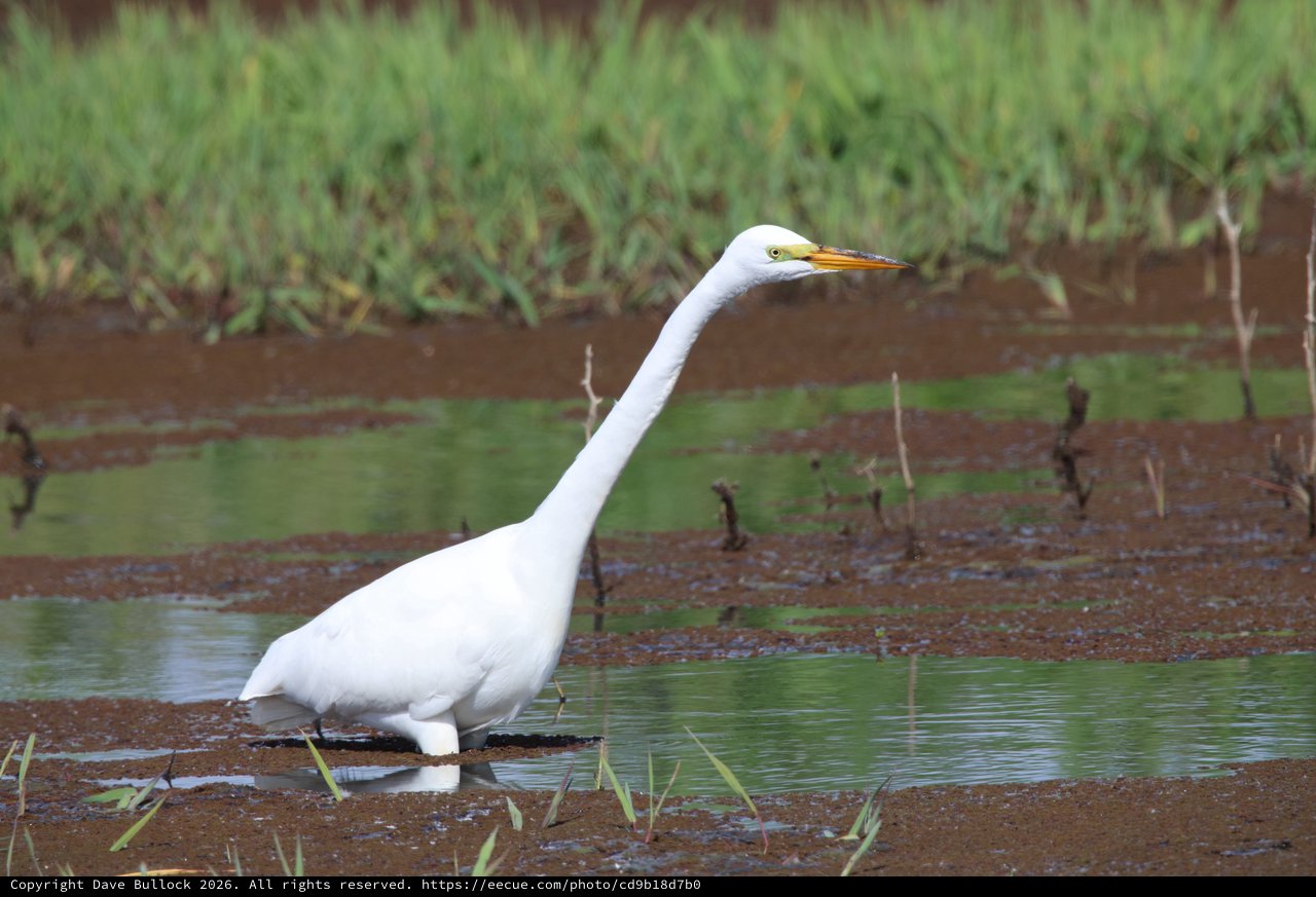 Great Egret Hunting in Shallow Wetland Waters
