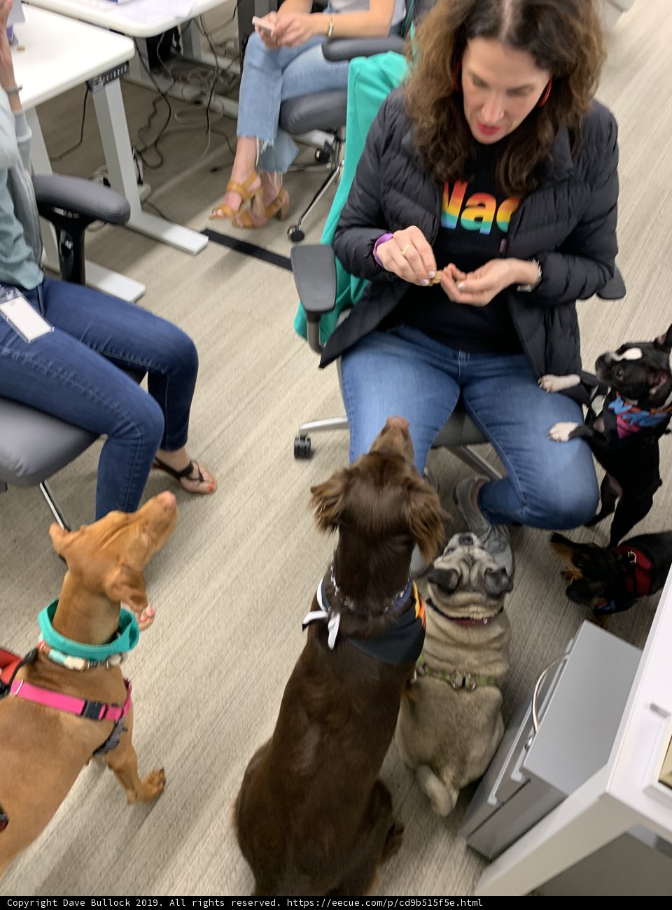 Woman and her furry friends on a Swivel Chair