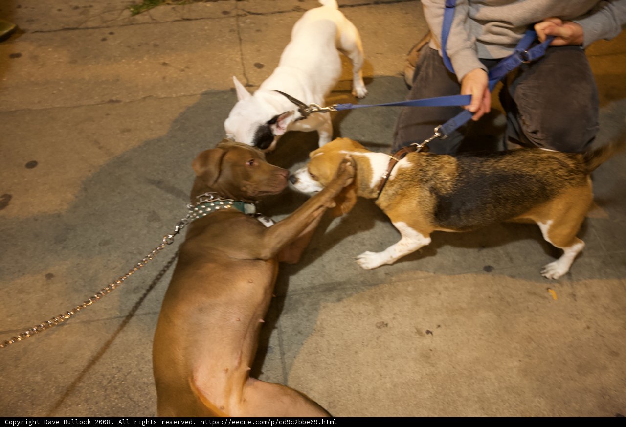 Playful Pups on a Leash