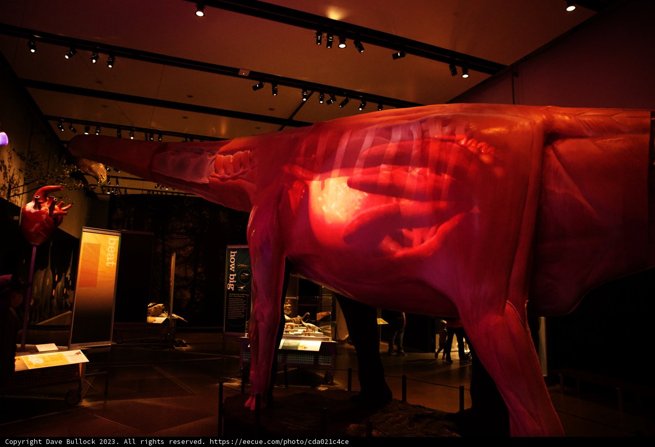 The Artful Pink Horse Exhibit
