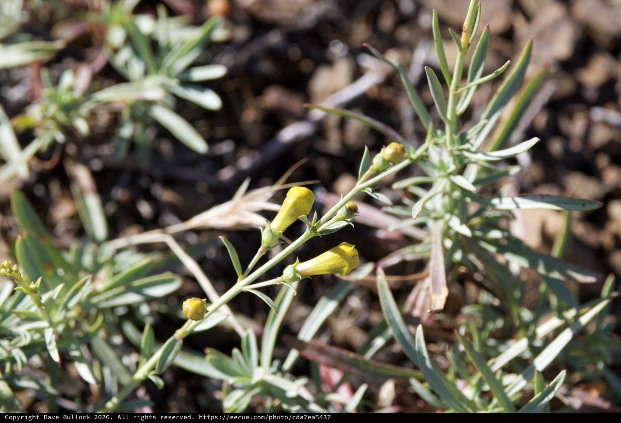 Yellow Wildflower Buds Emerging on Arid Hillside