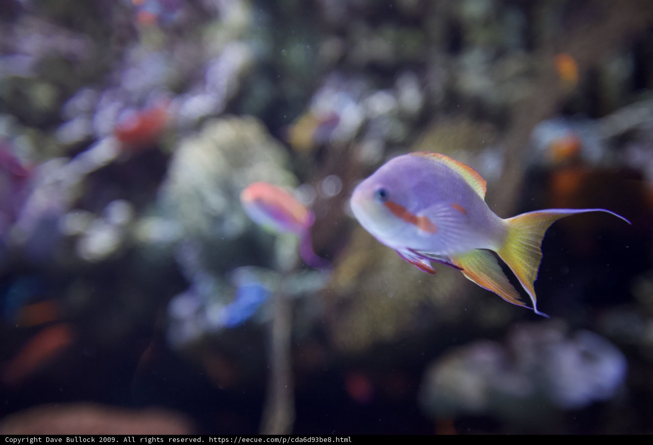 The Colorful Angelfish in the Aquarium