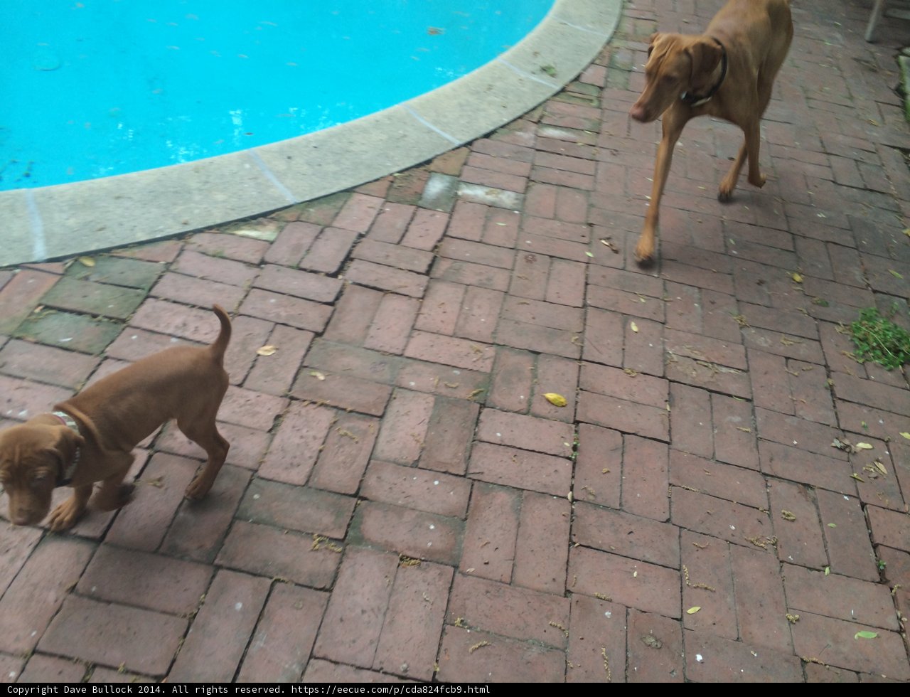 Two Canine Companions Walking Near the Pool