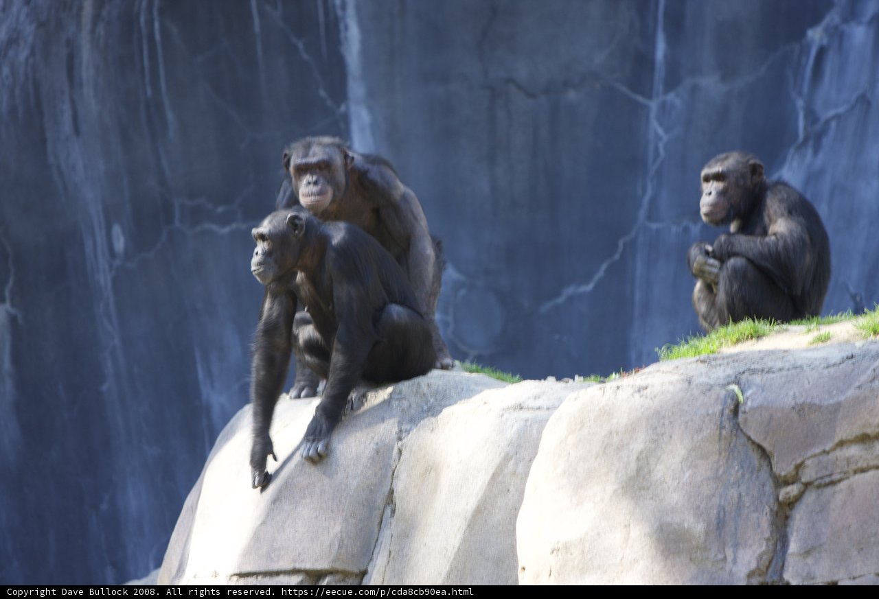 Chimps in the Wild
