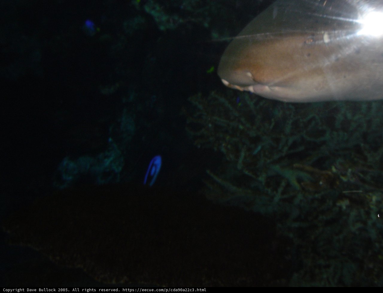 Glowing Shark in Dark Waters
