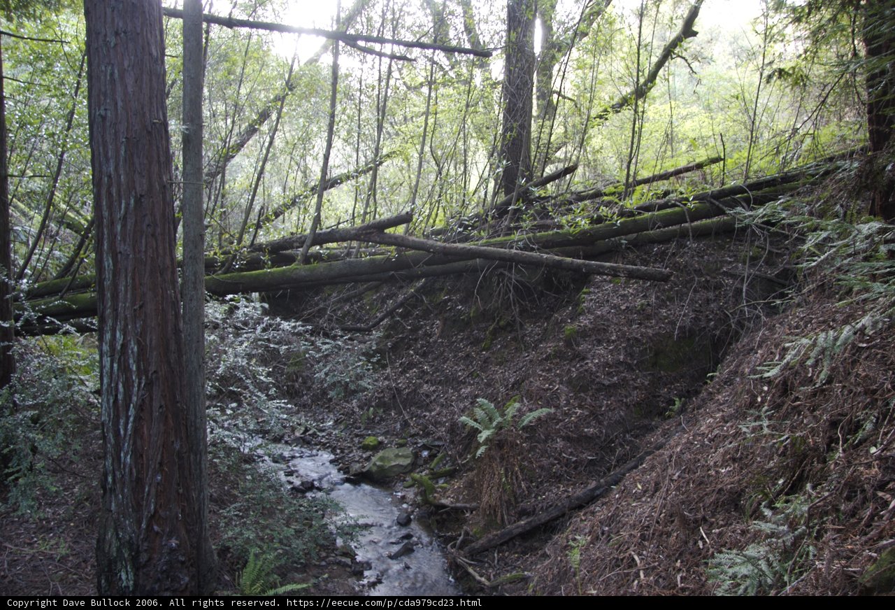 Serene Stream in a Forest of fallen Trees