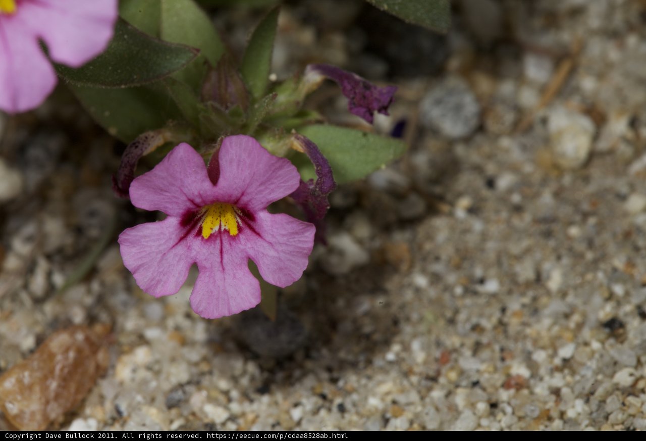 Geranium Blossoming in Sand