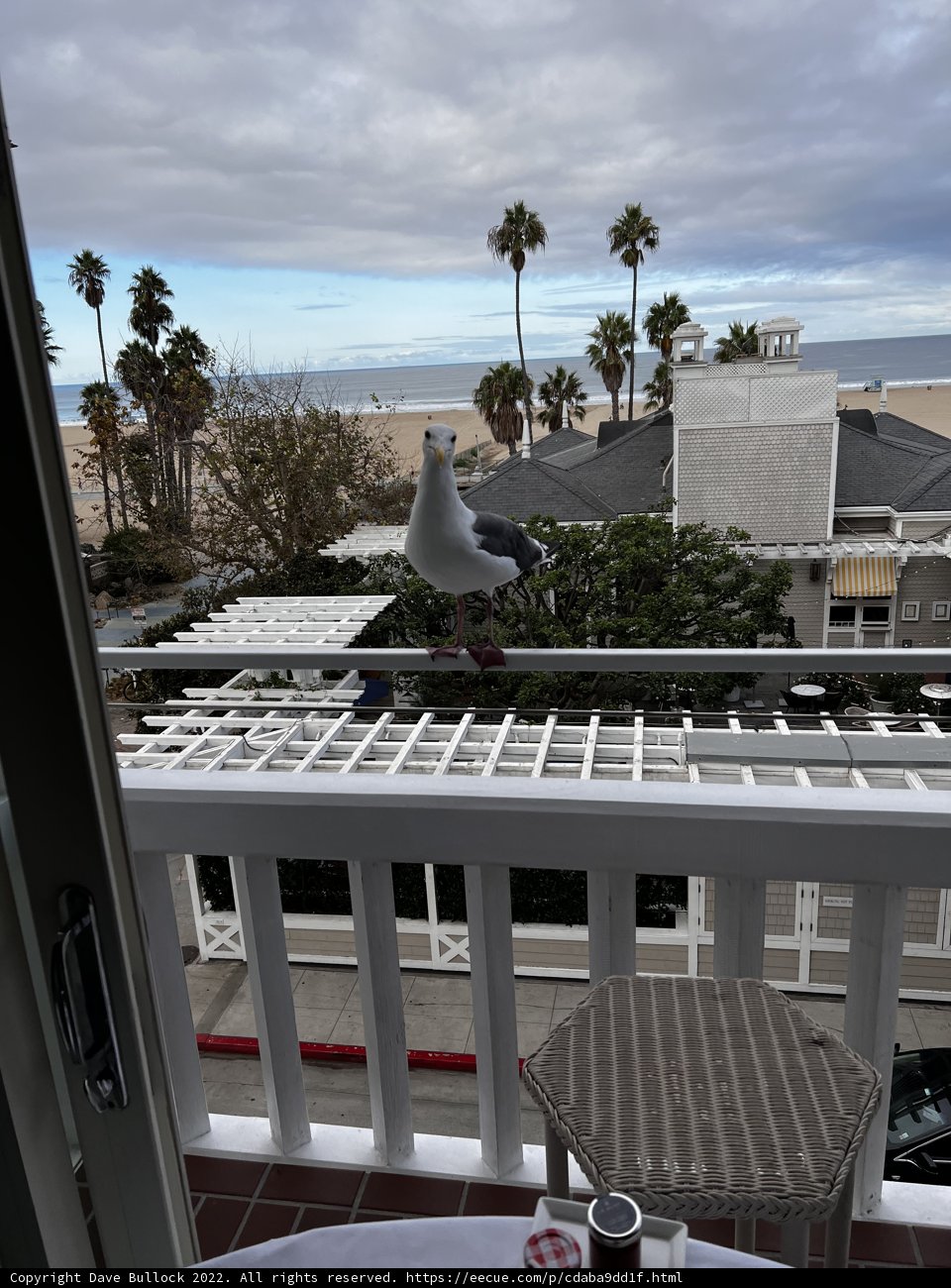 Seagull on a Santa Monica Balcony