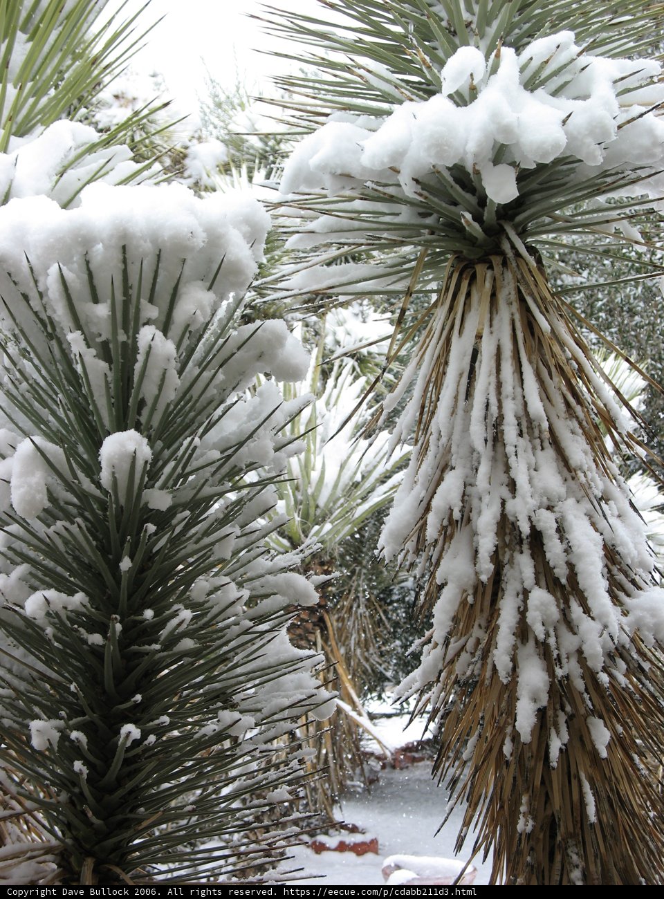 Winter's Embrace
