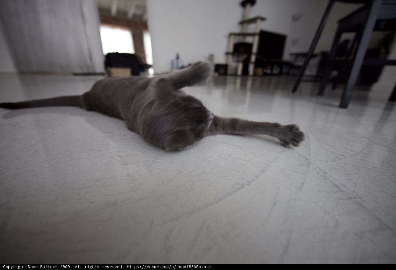 Cozy Cat on Hardwood Floor