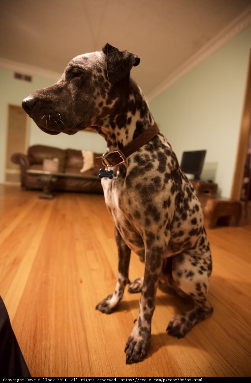 Spot the Dog on Hardwood Flooring