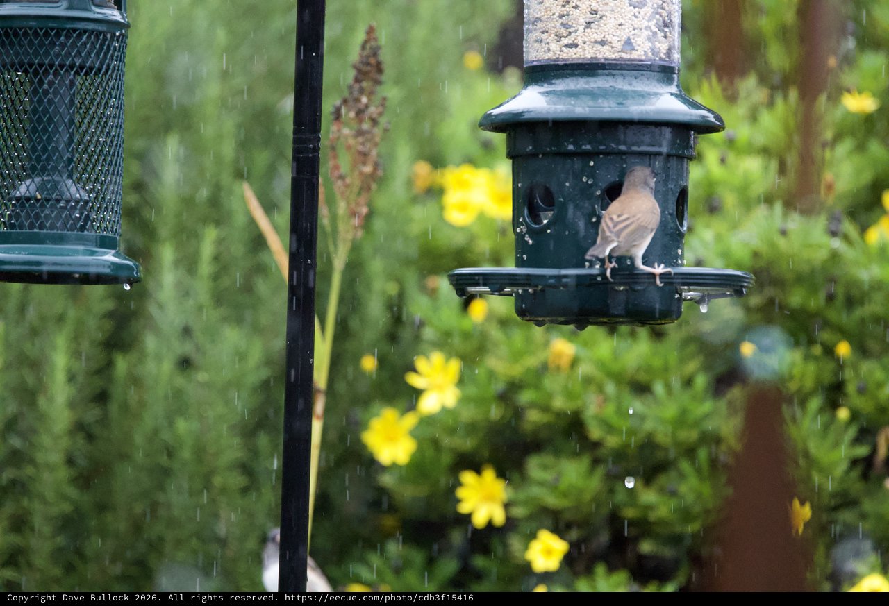 Bird Feeding in the Rain at Garden Feeder