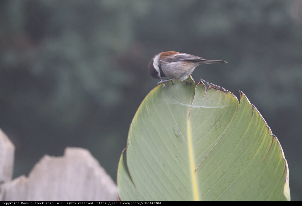 Chestnut-Backed Chickadee Foraging on Banana Leaf