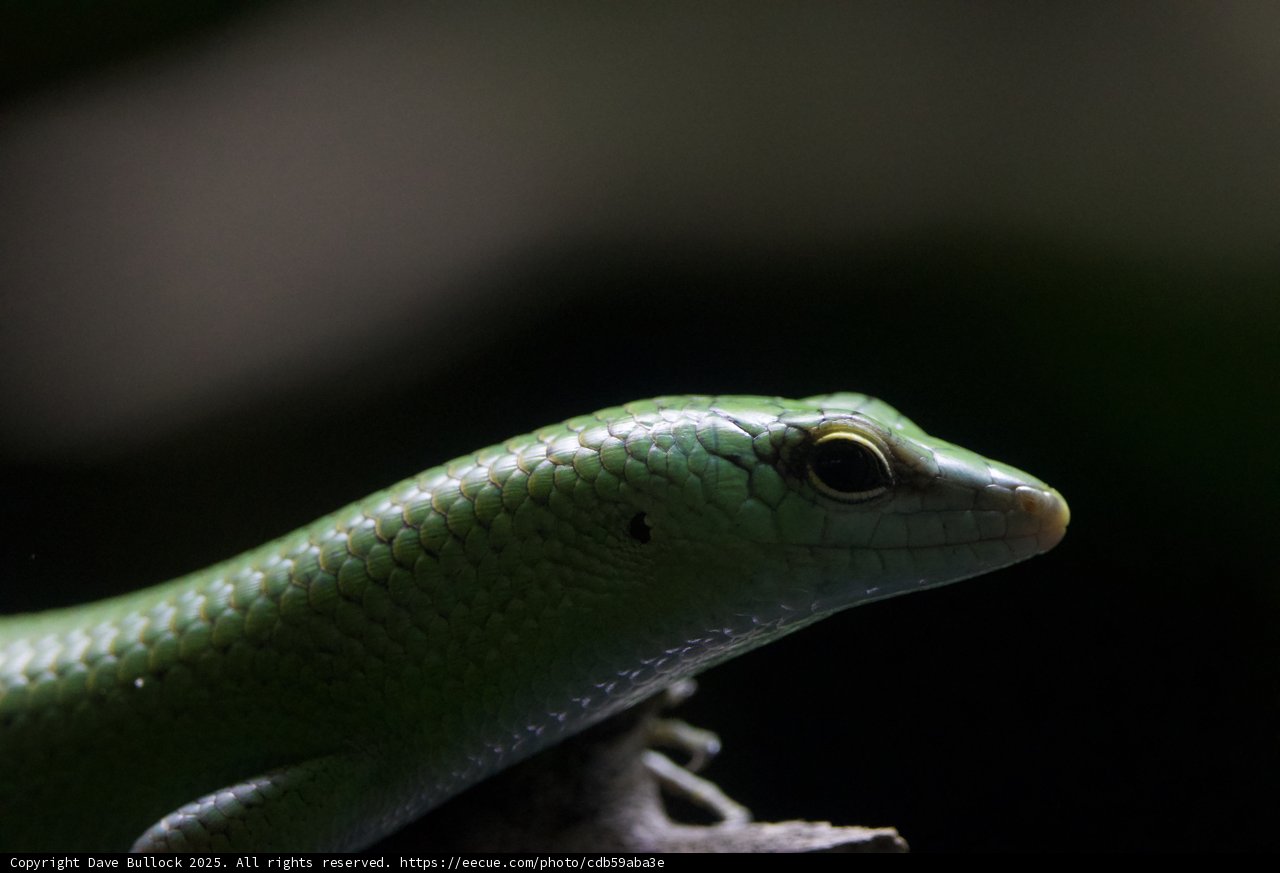Emerald Enigma
