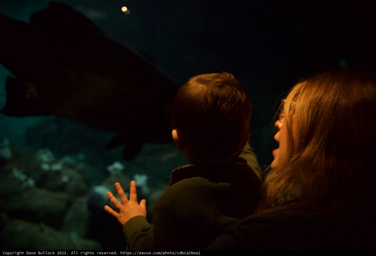 A Mother's Teachings: Underwater Discovery at Monterey Bay