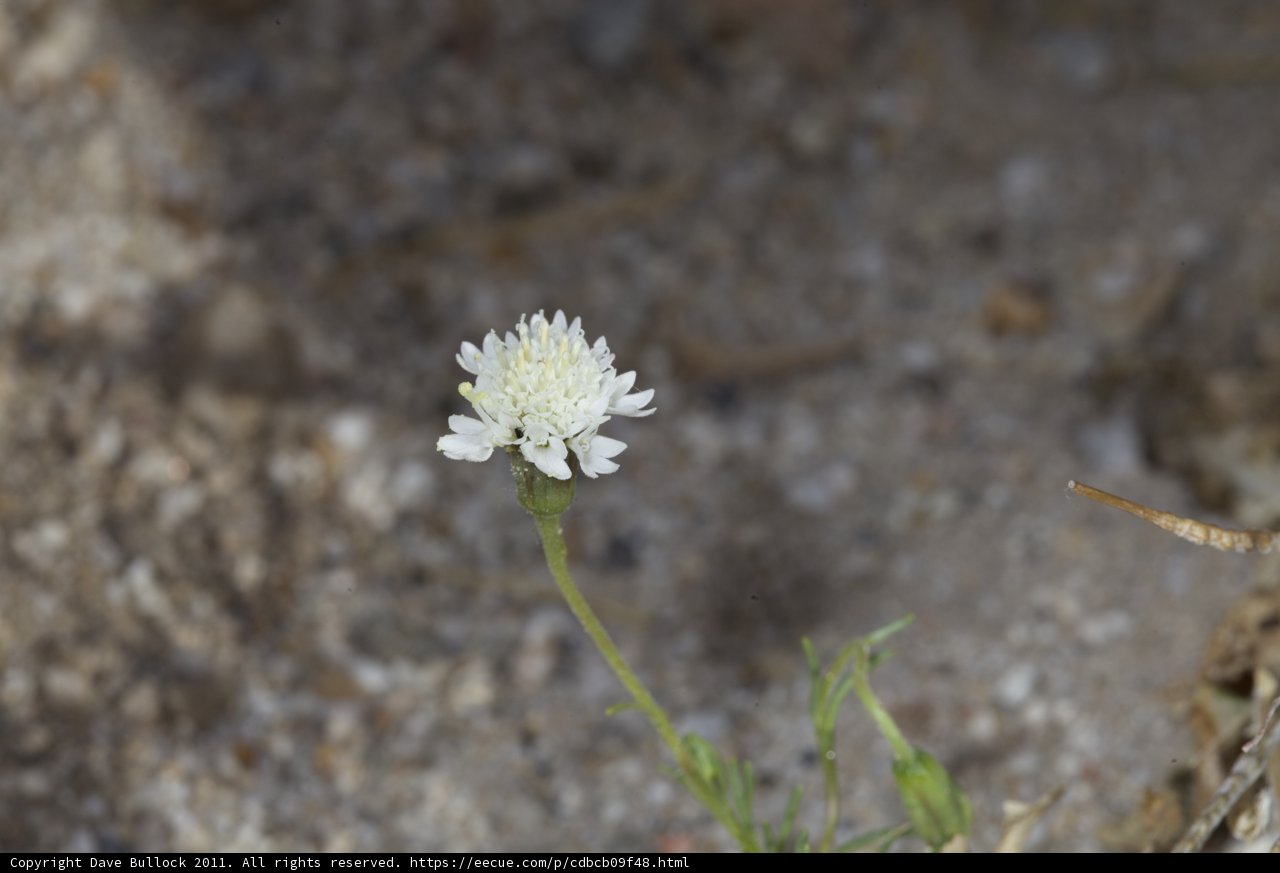 Lone White Daisy