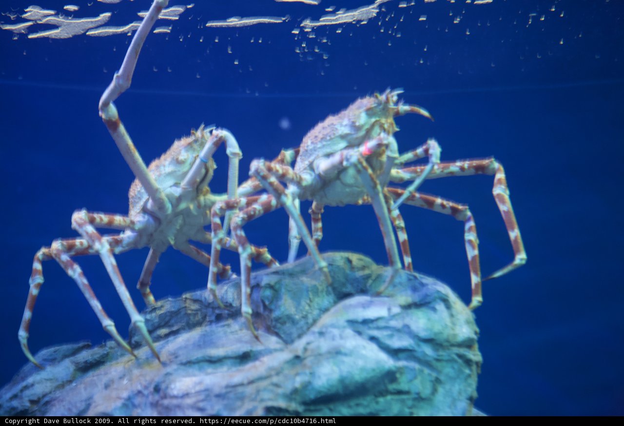Rockin' with the Crabs
