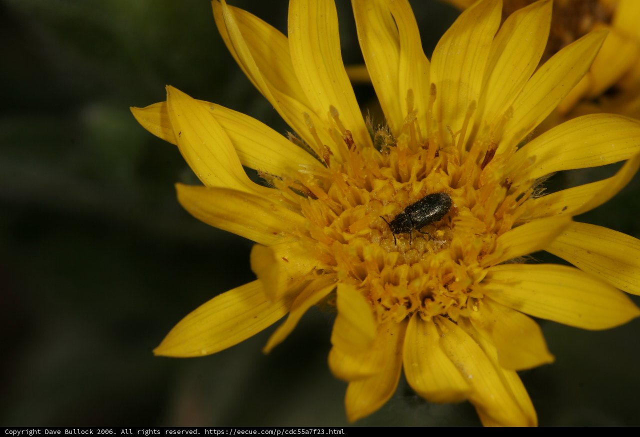 Buzzing Companion